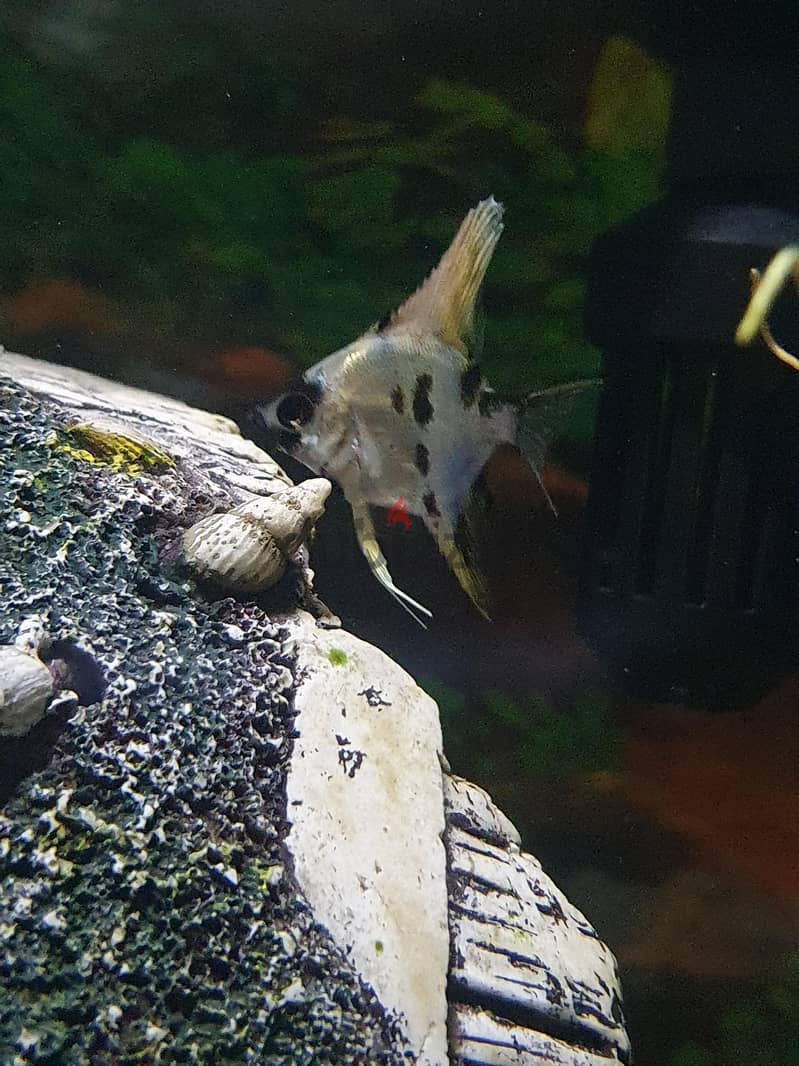 Aquarium Fishes For Sale 1