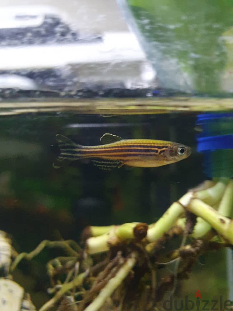 Aquarium Fishes For Sale 3