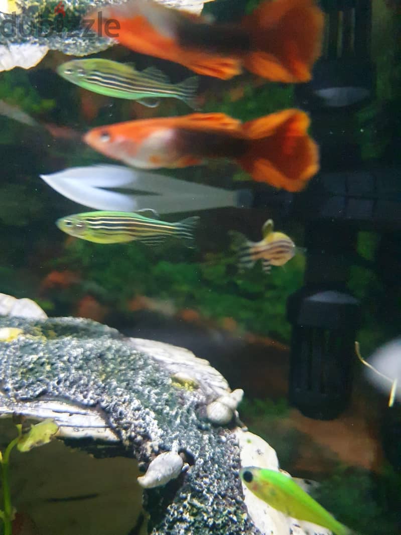 Aquarium Fishes For Sale 4