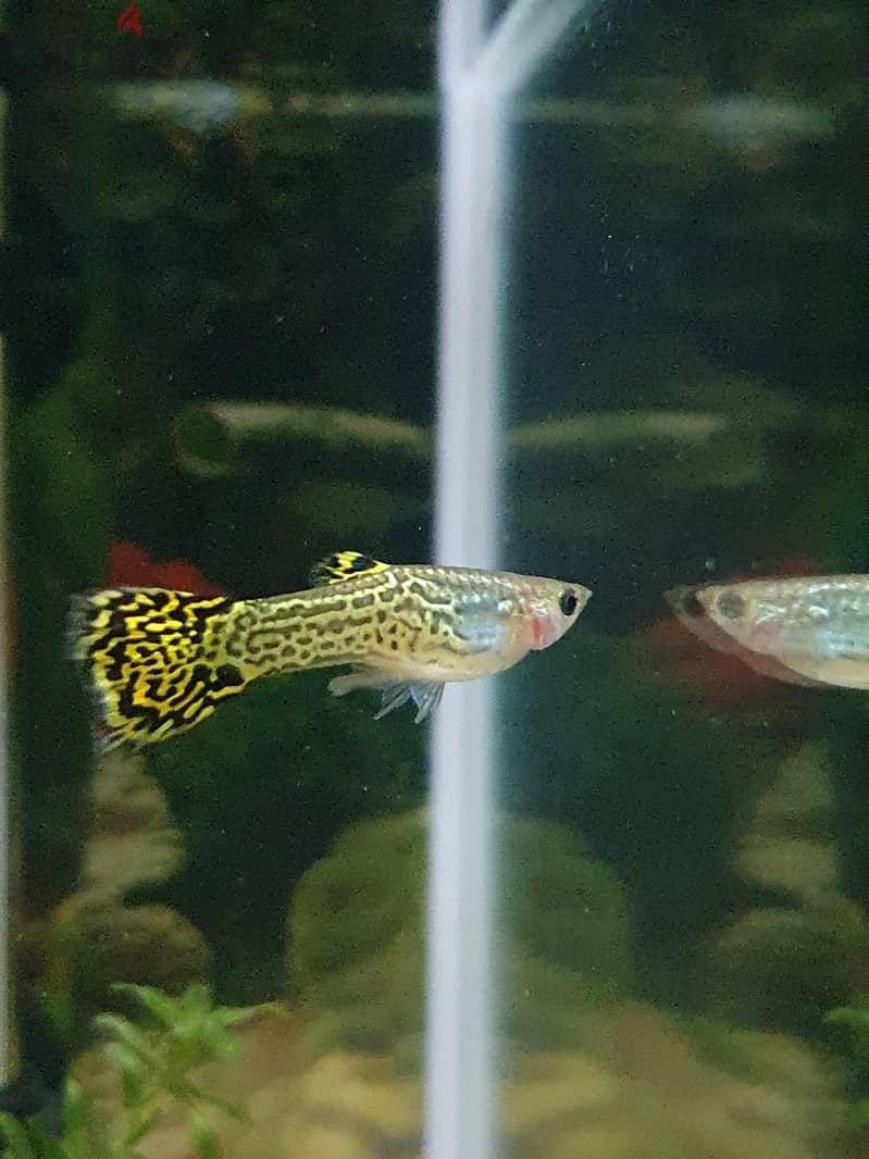 Aquarium Fishes For Sale 5