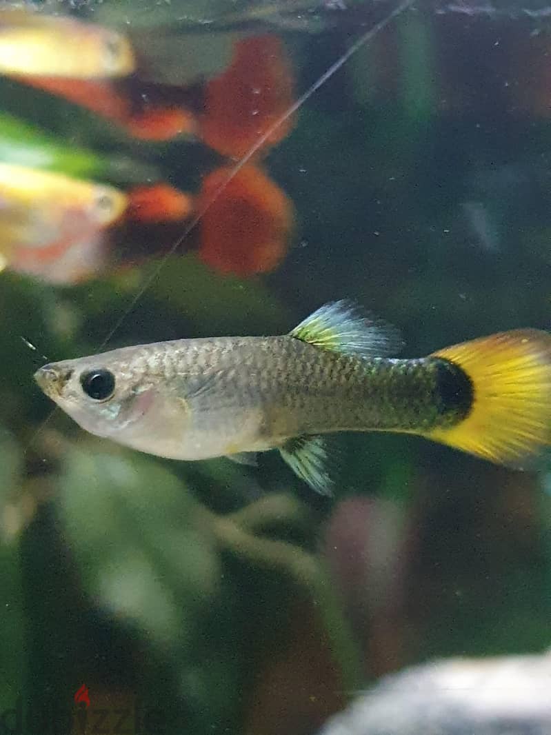 Aquarium Fishes For Sale 6
