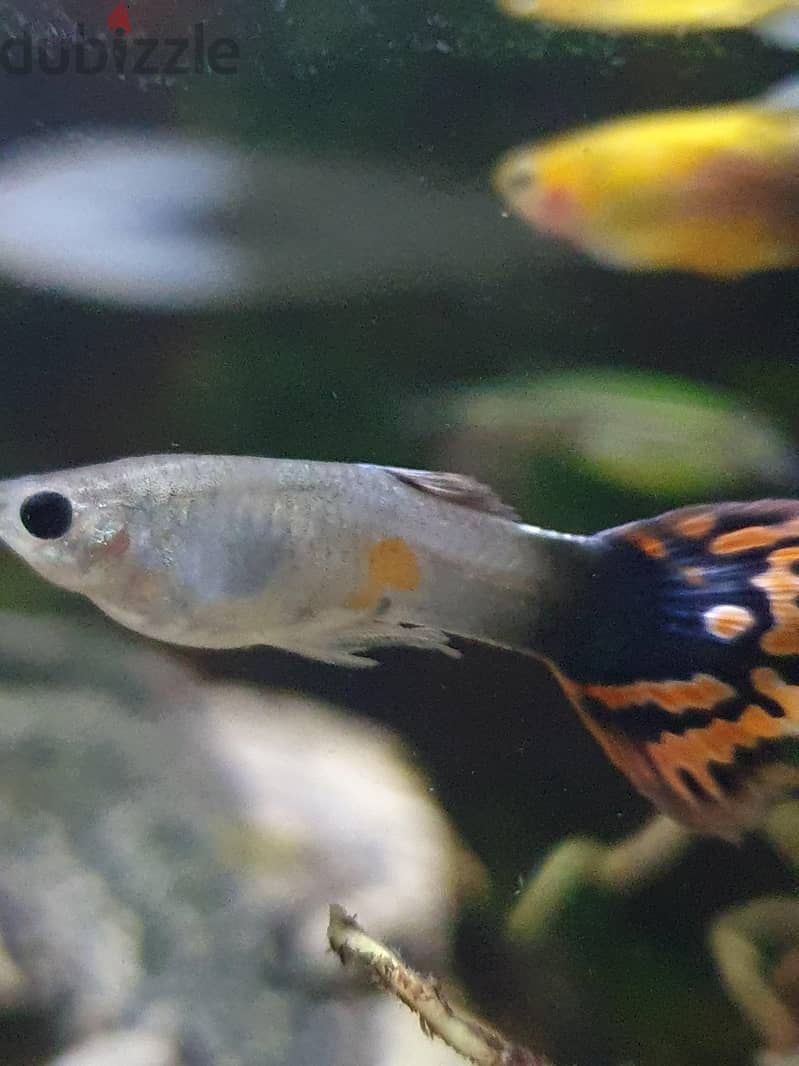 Aquarium Fishes For Sale 7