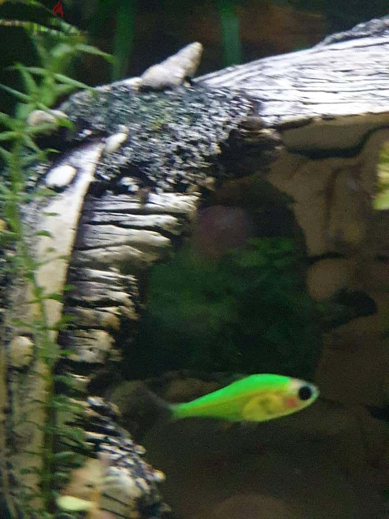 Aquarium Fishes For Sale 8