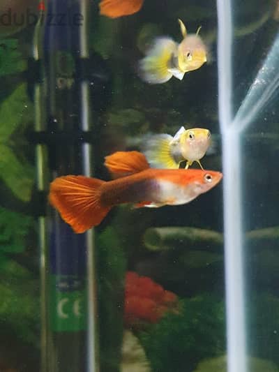 Aquarium Fishes For Sale