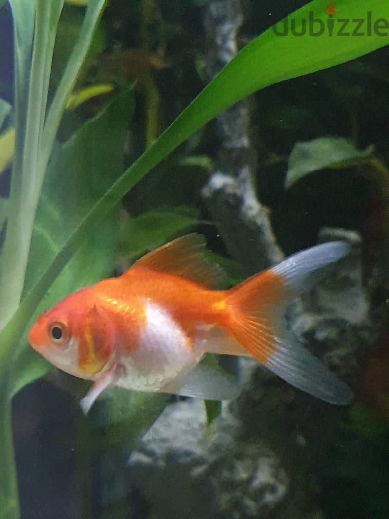Aquarium Fishes For Sale 9