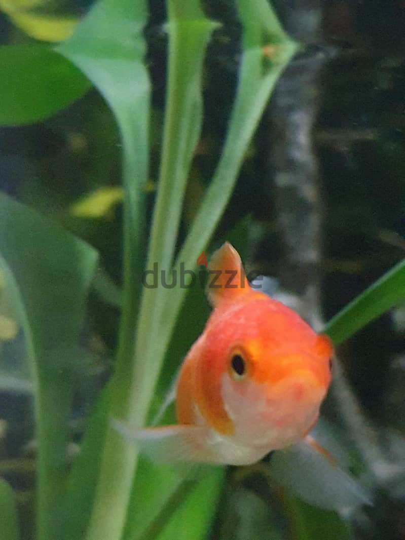 Aquarium Fishes For Sale 10