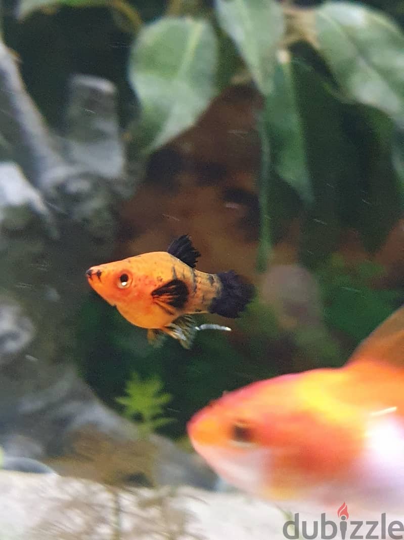 Aquarium Fishes For Sale 11
