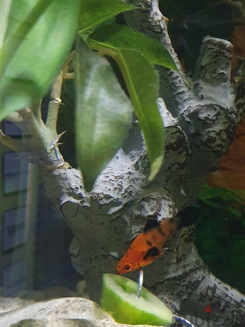 Aquarium Fishes For Sale 12