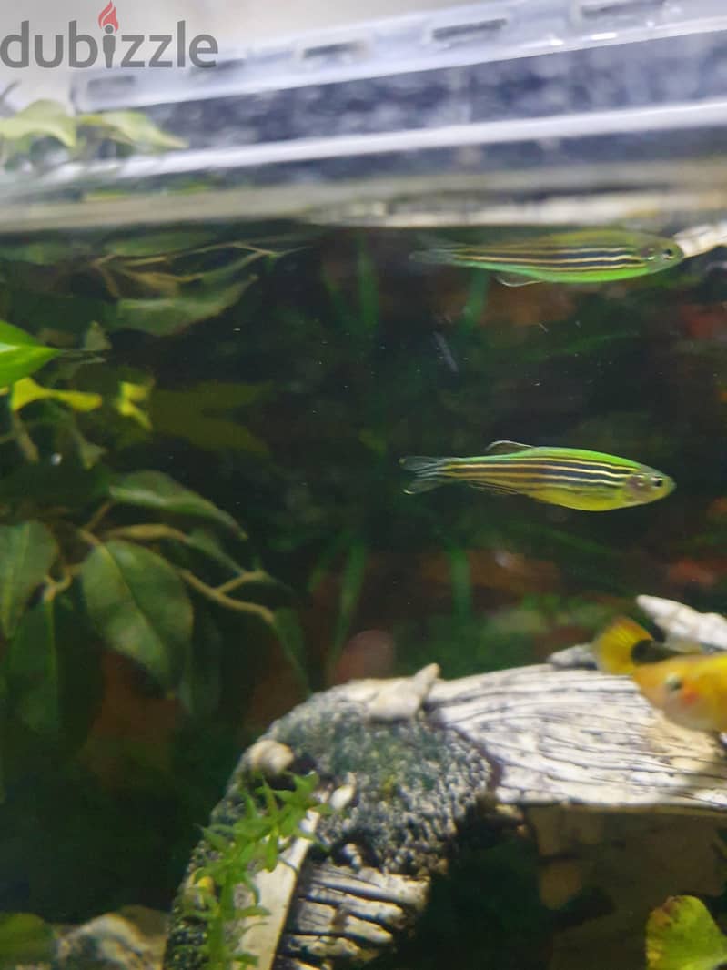 Aquarium Fishes For Sale 13
