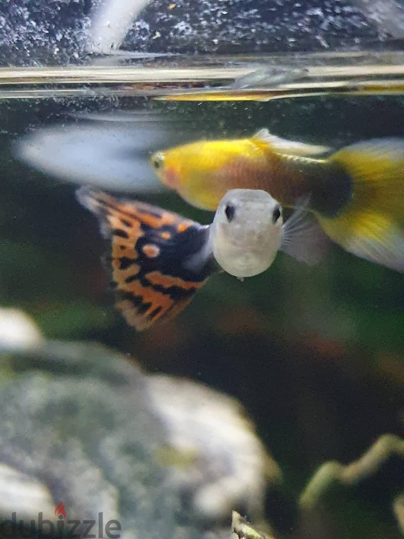 Aquarium Fishes For Sale 15