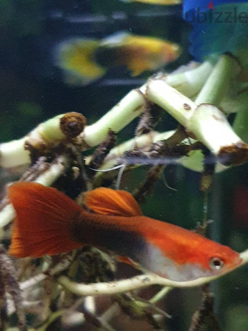 Aquarium Fishes For Sale 17