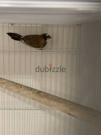 SOCIETY FINCH (BENGALI FINCH) ADULT BREEDING MALE