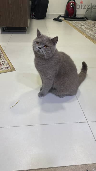 Scotch/British breed cat for sale