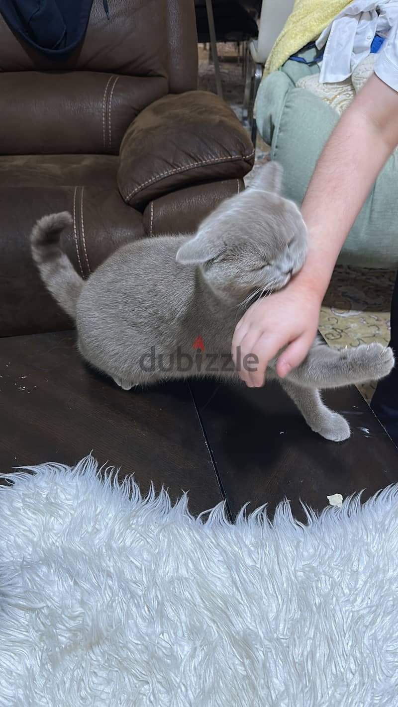 Scotch/British breed cat for sale 2
