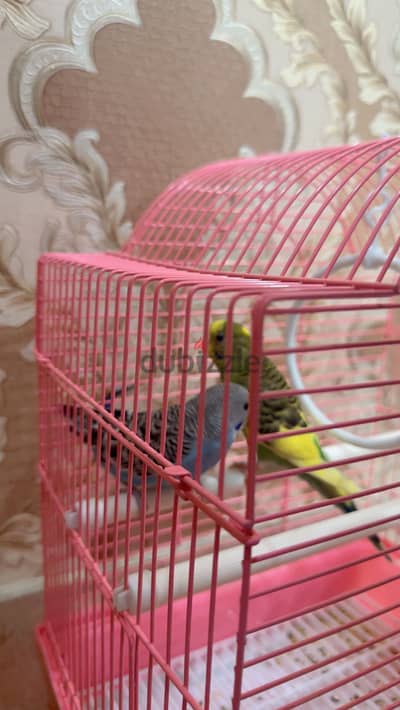 Love birds