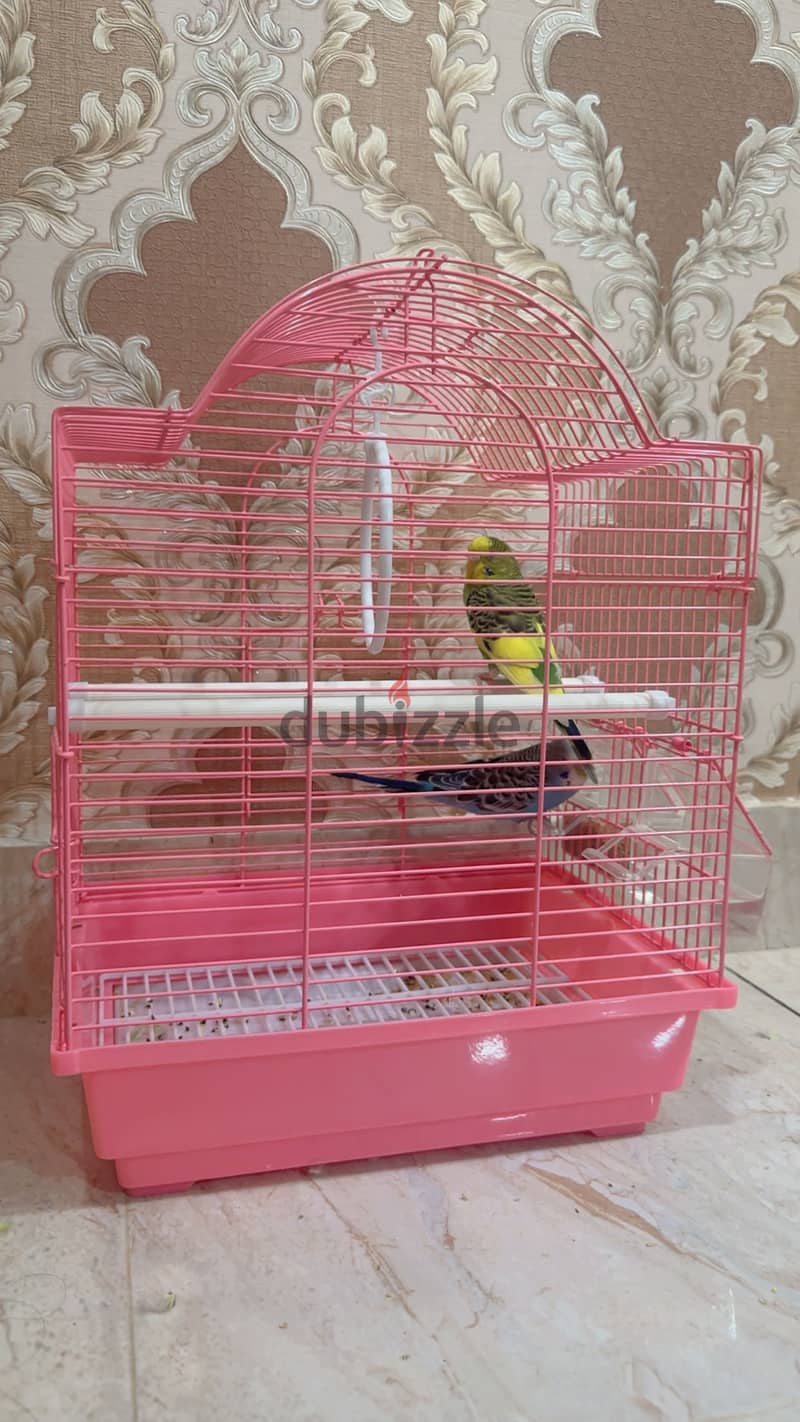 Love birds 2