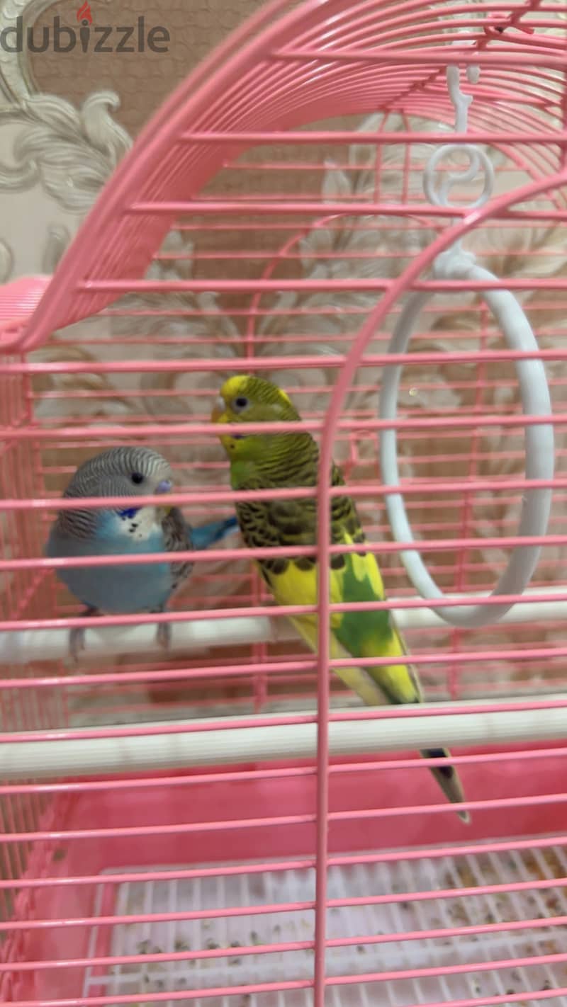 Love birds 3