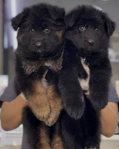 German shepherd puppies يراوه جيرمن شيبرد
