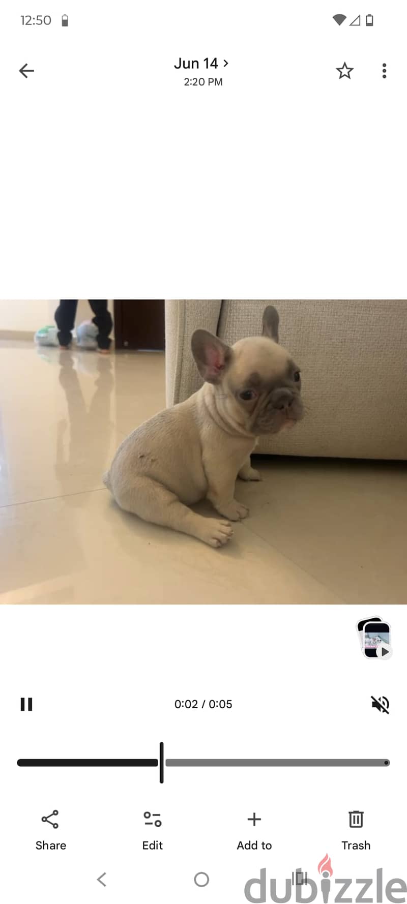 French Bulldog Puppies Available. 3