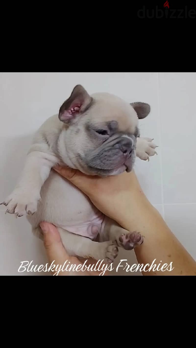 French Bulldog Puppies Available. 4