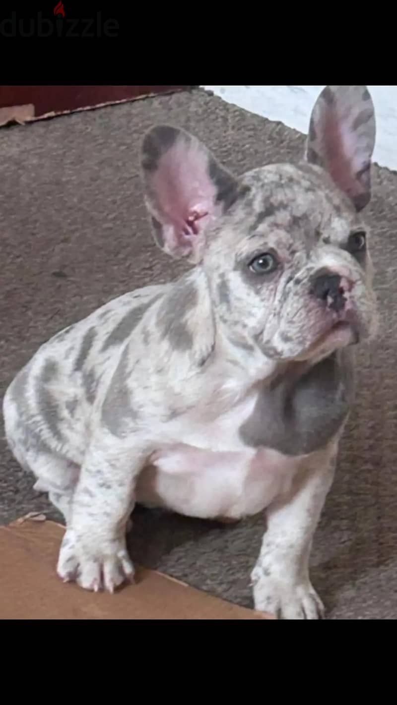 French Bulldog Puppies Available. 5