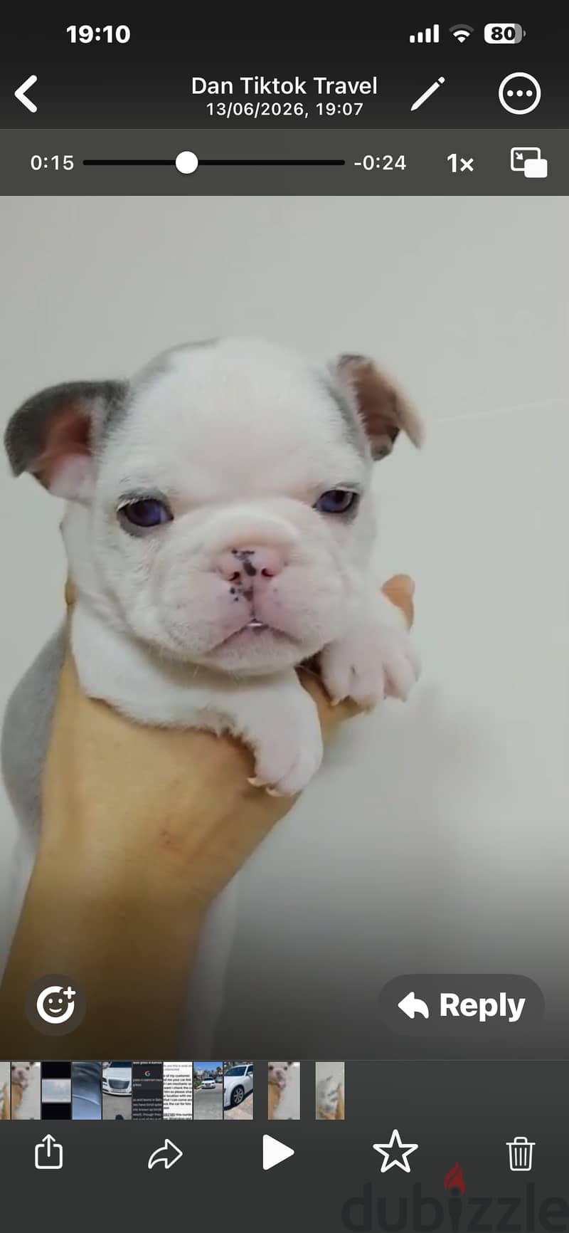 French Bulldog Puppies Available. 6