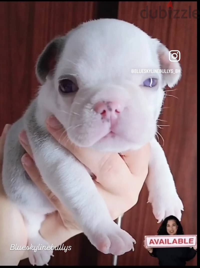 French Bulldog Puppies Available. 7