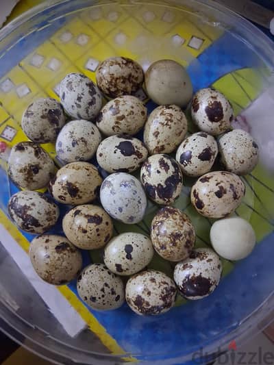 organic chicken, quail eggs urgent for sale