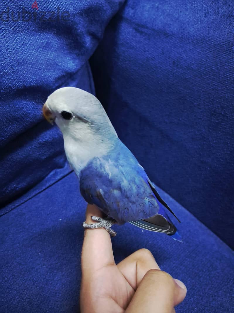 tamed jumbo love bird for sale 1