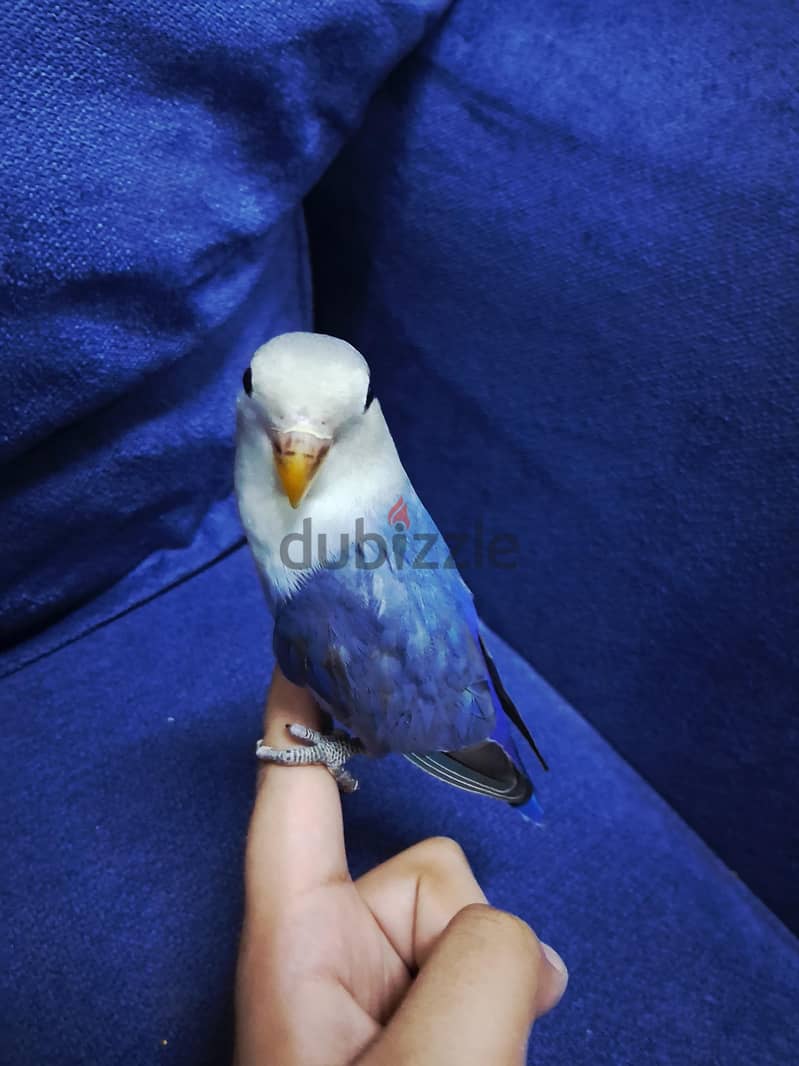 tamed jumbo love bird for sale 2