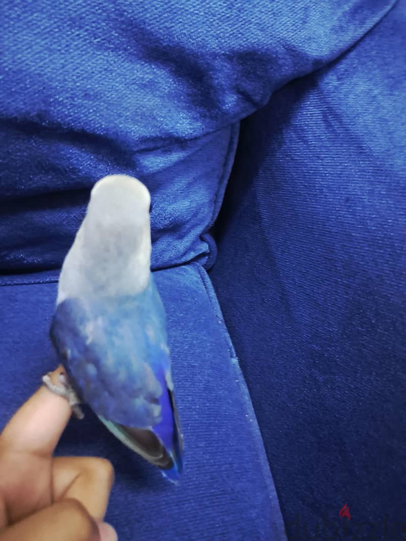 tamed jumbo love bird for sale 3