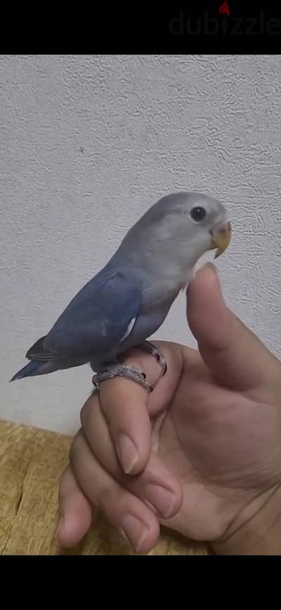tamed jumbo love bird for sale