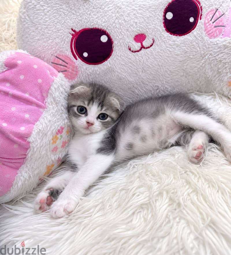 Scottish fold kitten 1