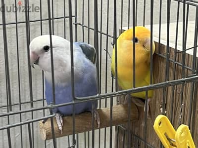 Bird ready