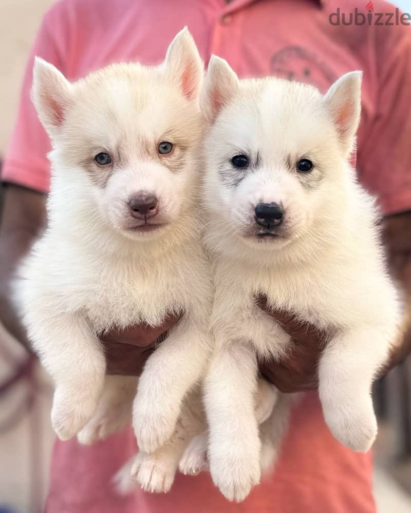 Husky puppies with pedigree يراوه هاسكي مع البدقري 1