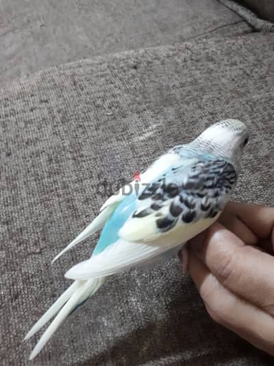 tamed budgies for sale