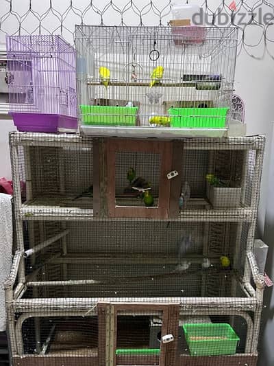 Budgies for sale each one piece 2BD only