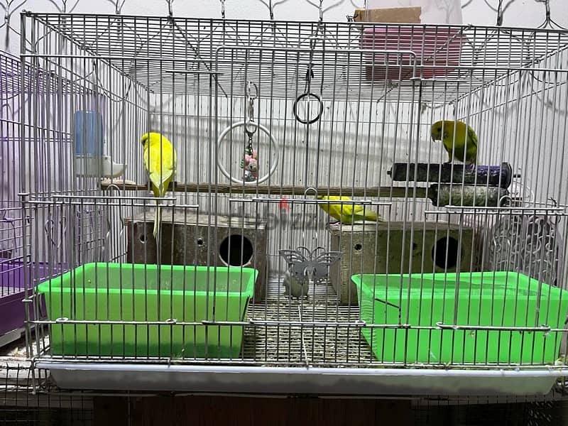 Budgies for sale each one piece 2BD only 1
