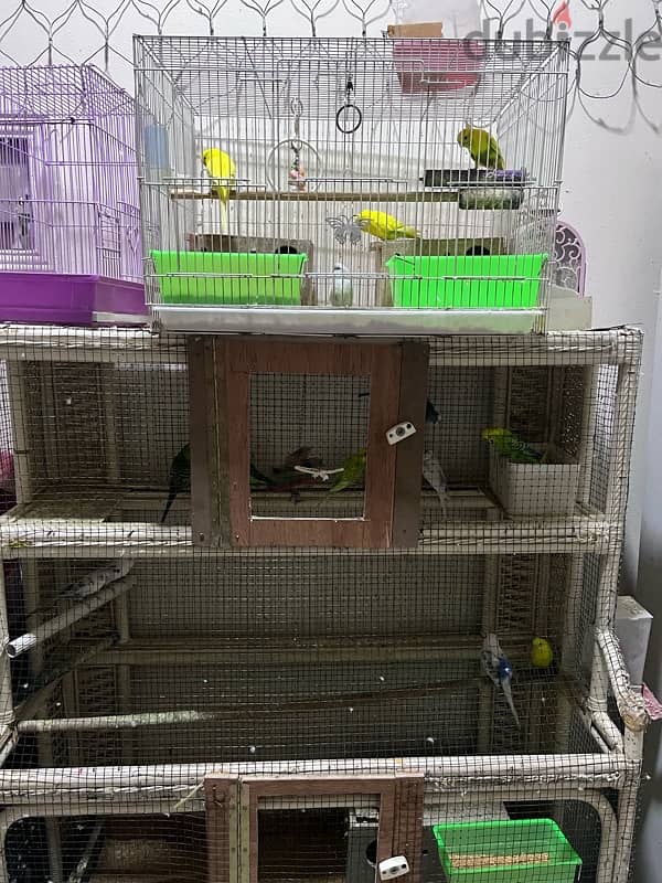 Budgies for sale each one piece 2BD only 2