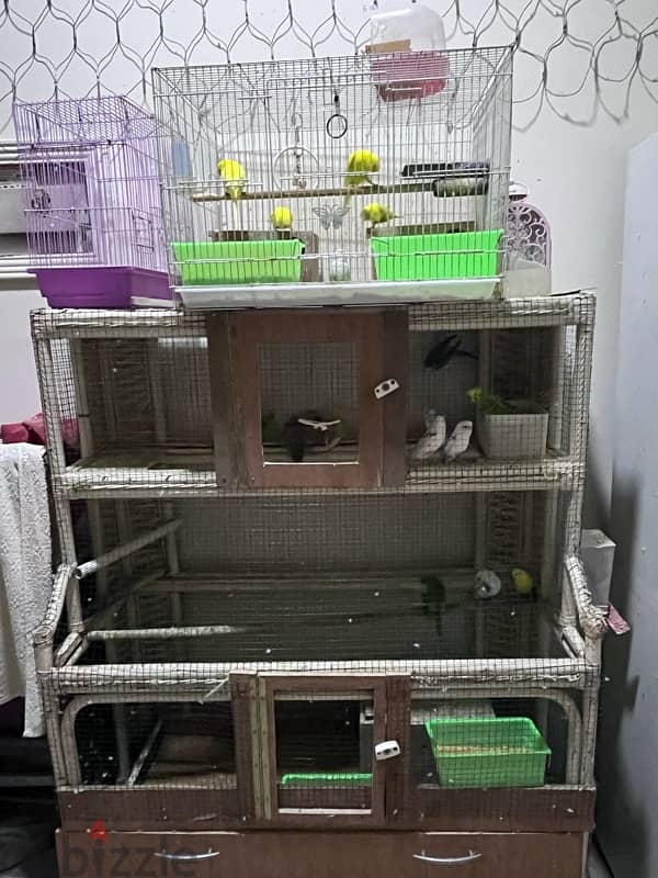 Budgies for sale each one piece 2BD only 3