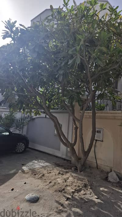للبيع شجرة ياسمين هندي
