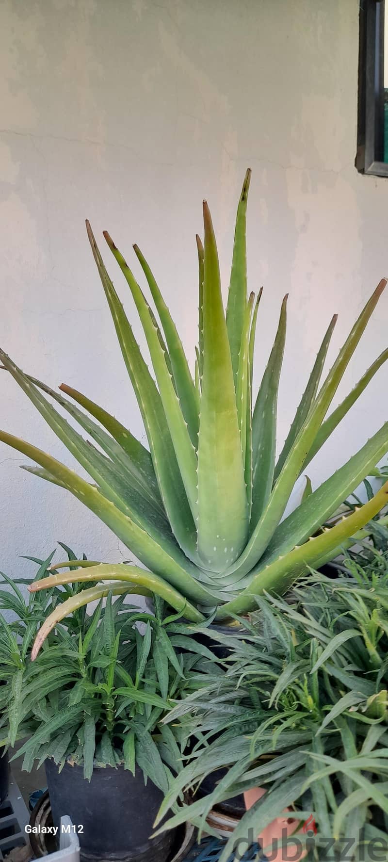 Aloe vera plant 3
