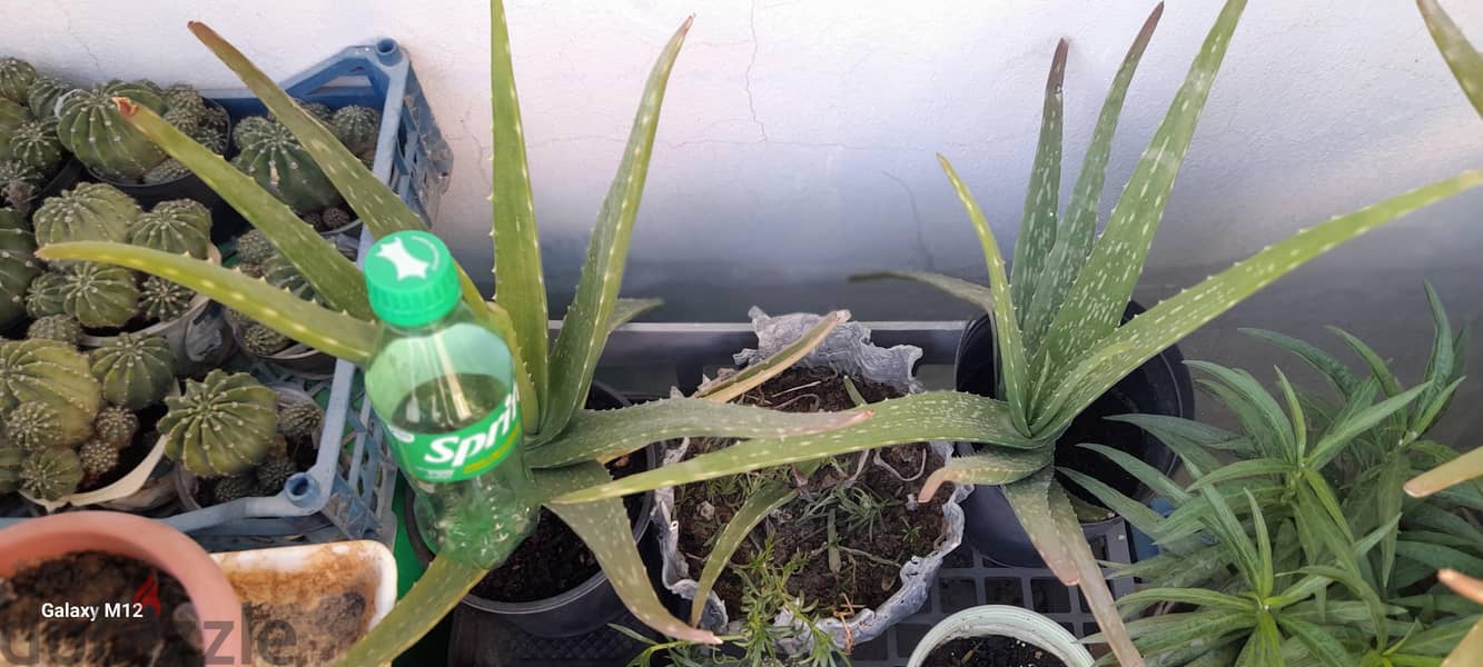 Aloe vera plant 4