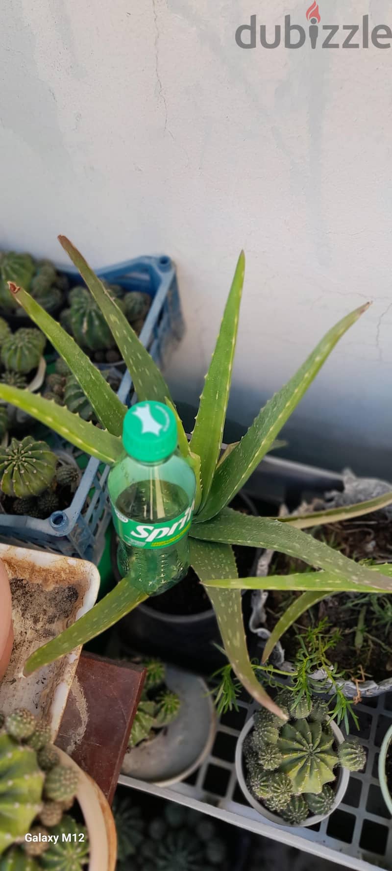 Aloe vera plant 5