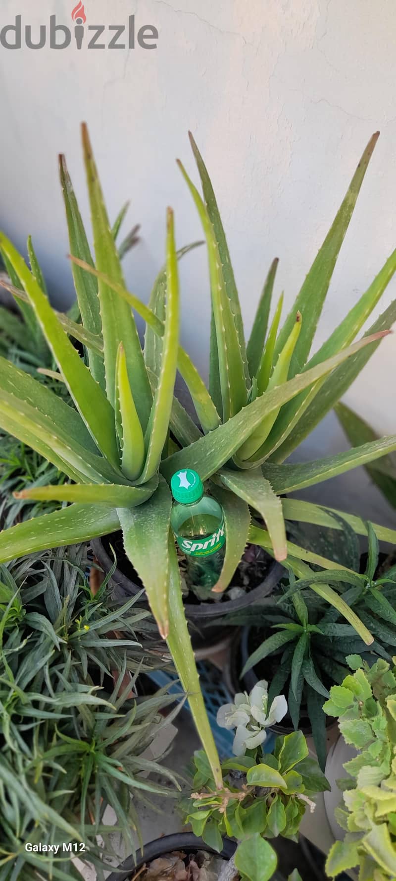 Aloe vera plant 6