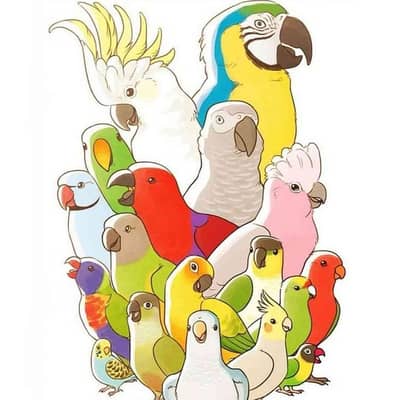mr breeders parrot