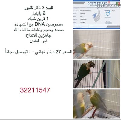 Male Conures birdذكر كنيور