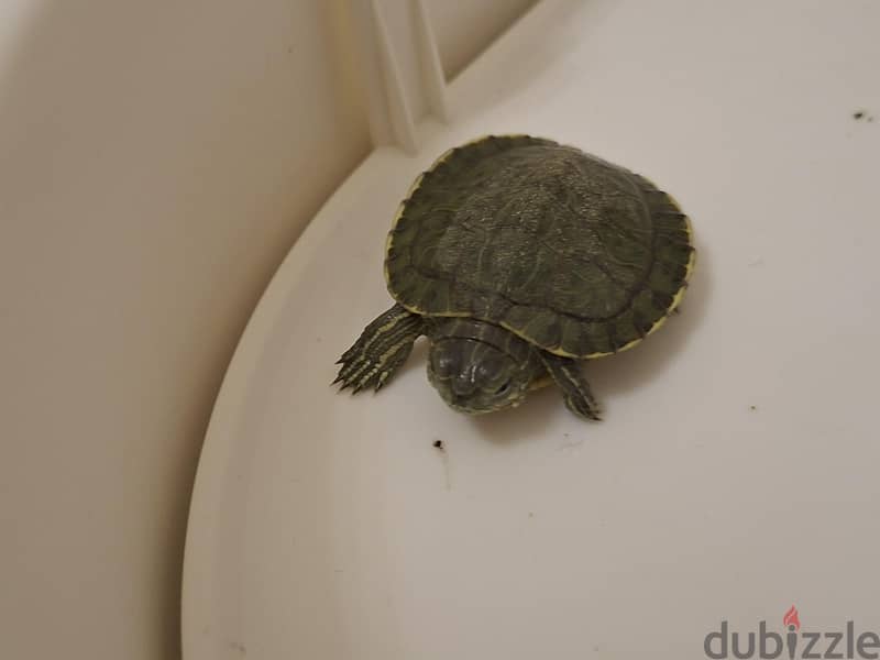Complete Turtle Habitat & Tiny Turtle For Sale 1