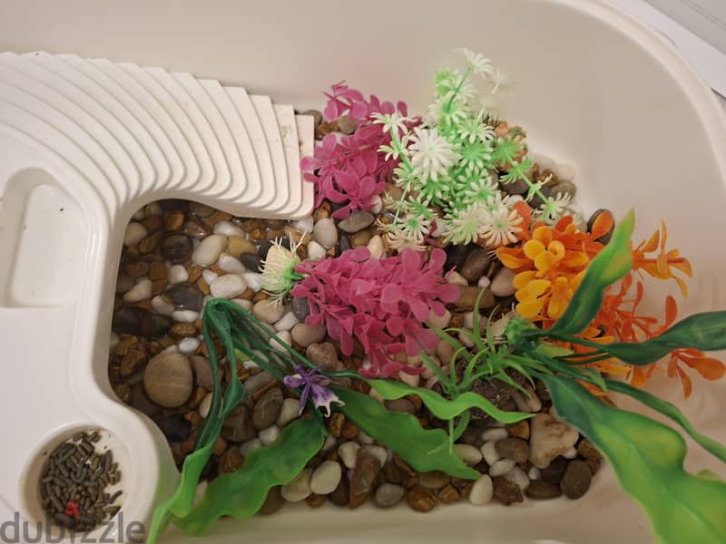 Complete Turtle Habitat & Tiny Turtle For Sale 2