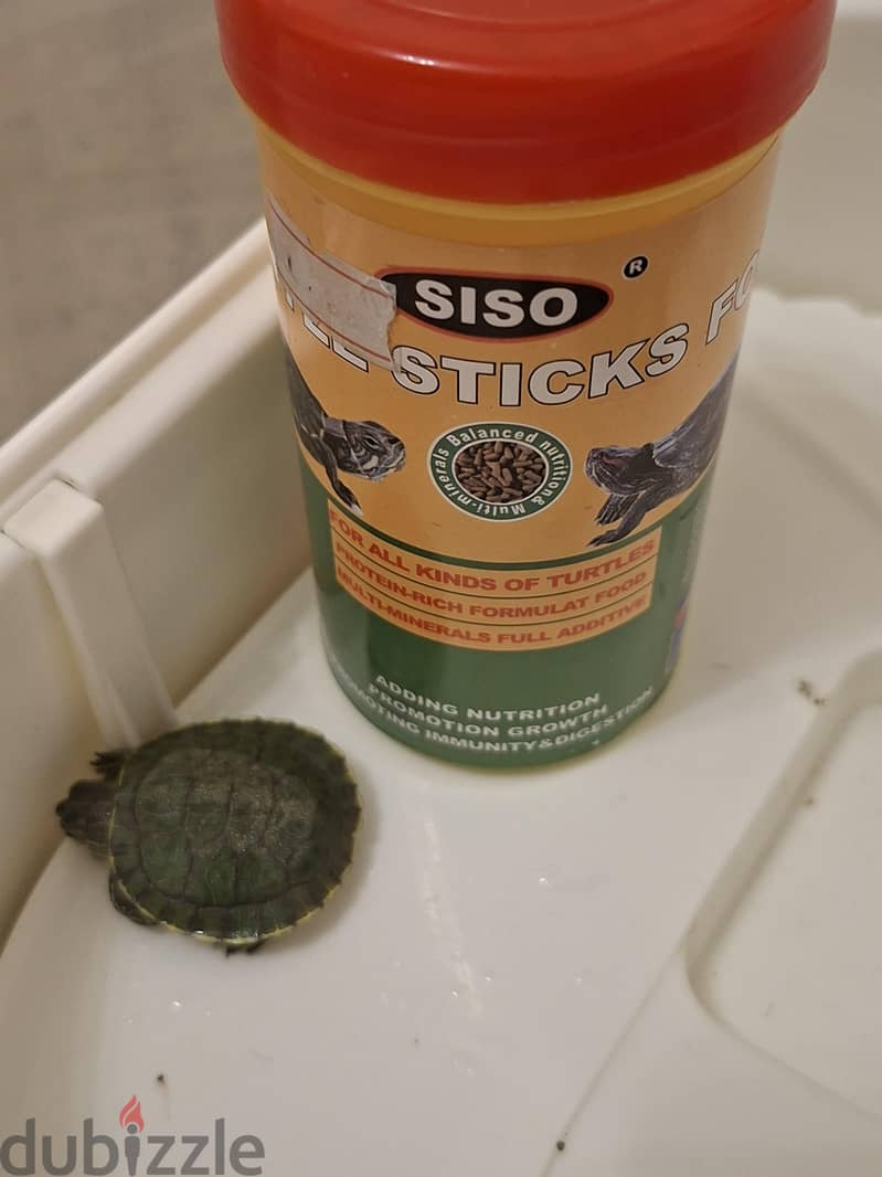 Complete Turtle Habitat & Tiny Turtle For Sale 3
